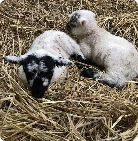young lambs resting on a bed of straw