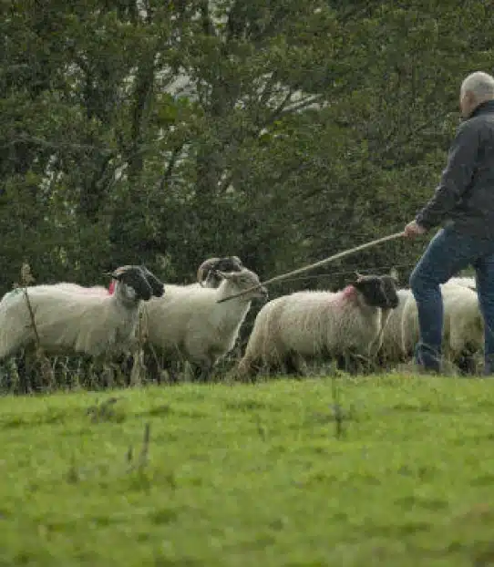 A person holding a stick herds a small group of sheep with dark faces and curved horns across a grassy field, with trees in the background.