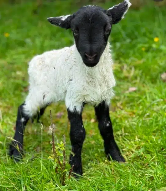 A young black-and-white lamb stands on green grass, looking towards the camera. The background is slightly blurred with patches of yellow flowers.