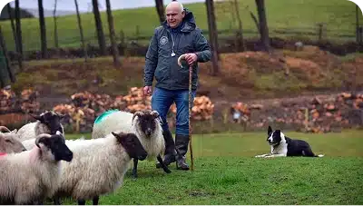 Sheep Herding Demonstration